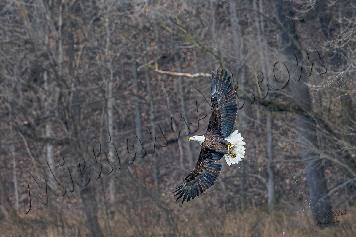 Bald Eagle flying with a fish