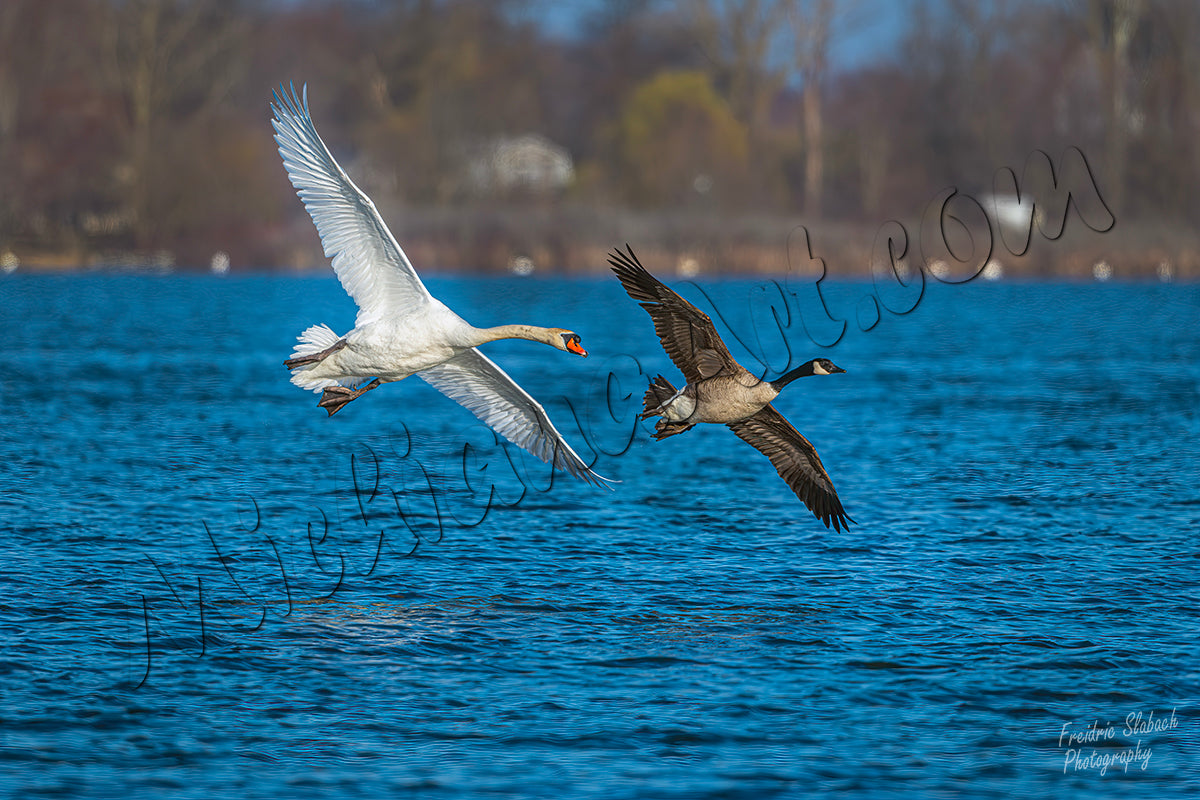 Mute Swan and Canada Goose over water