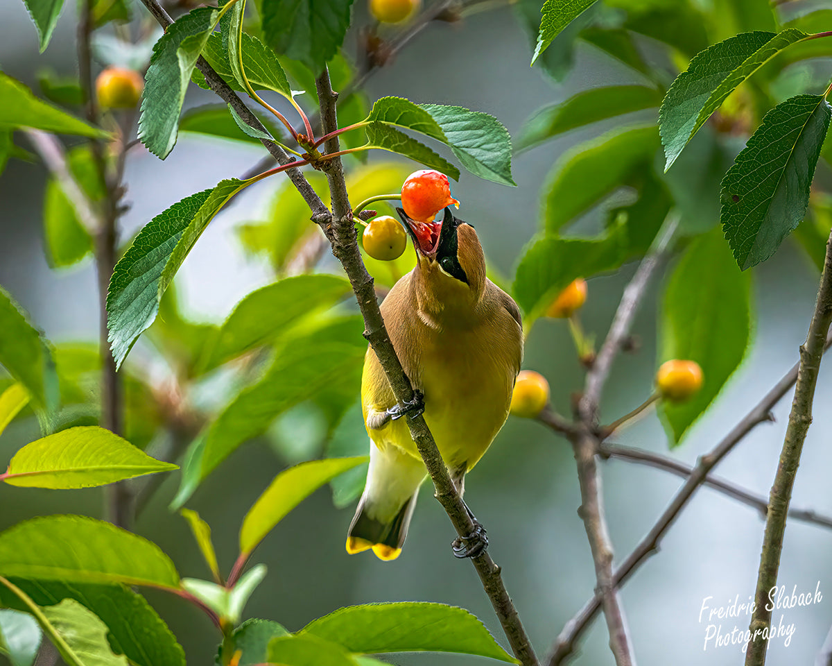 Cedar Waxwing eating a berry