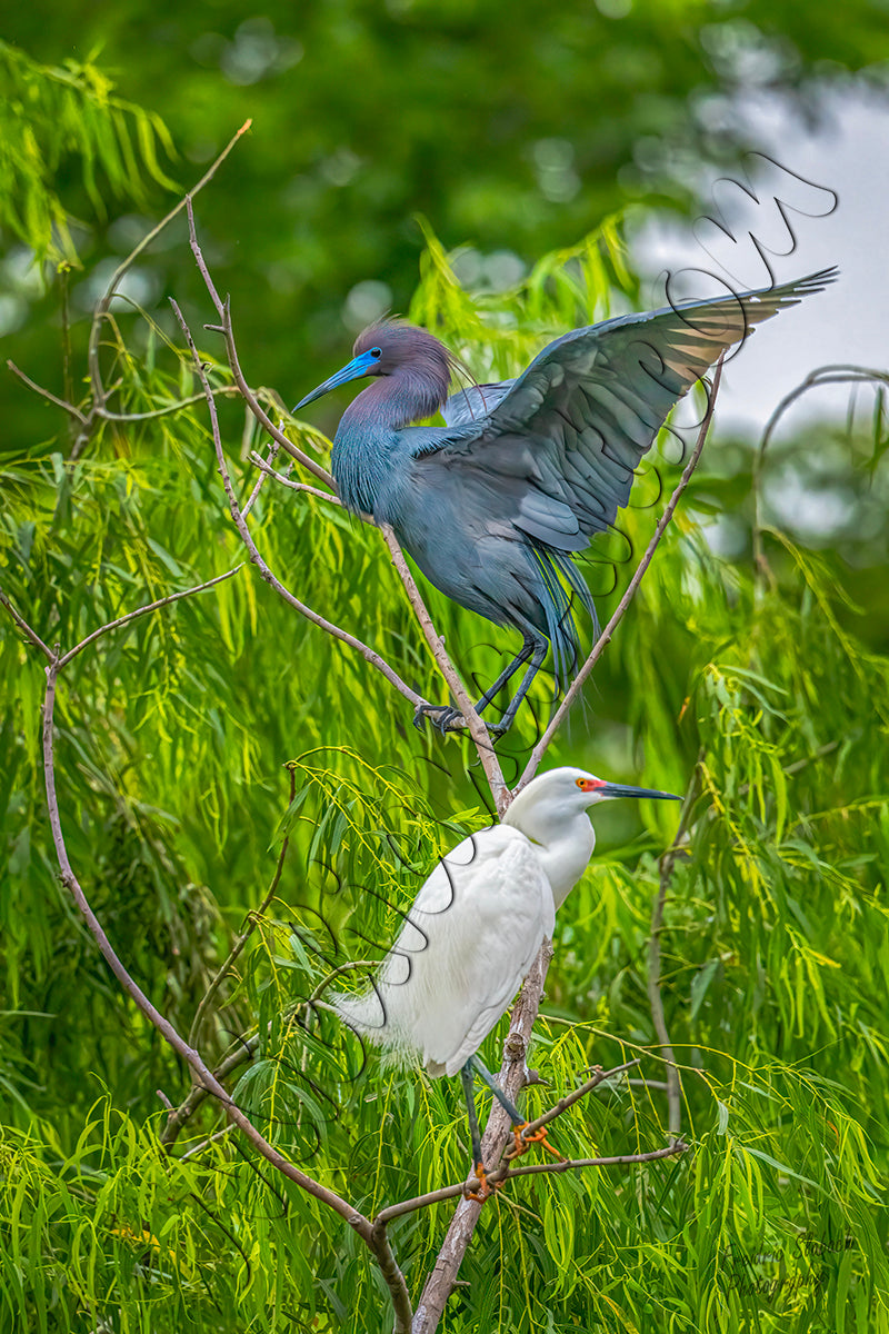 Little Blue Heron and Royal Tern
