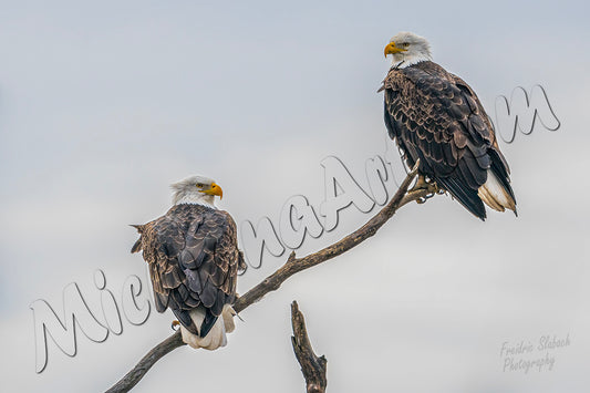 Two Eagles