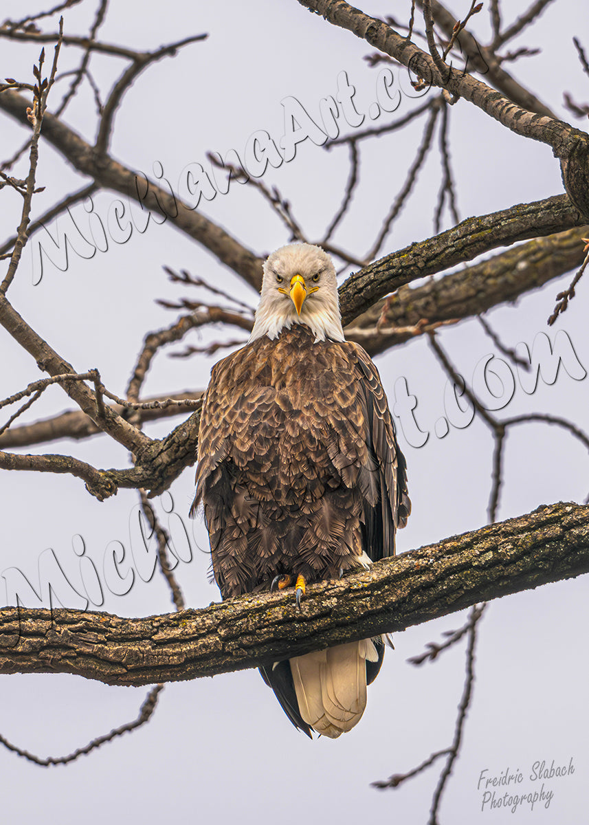 Eagle's Gaze