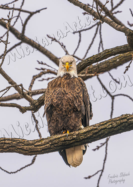 Eagle's Gaze