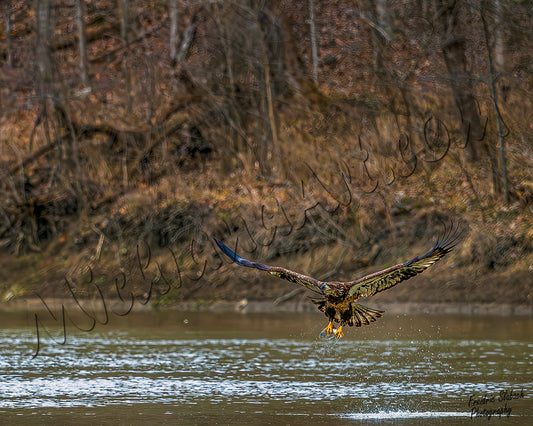 Juvenile Bald Eagle with fish