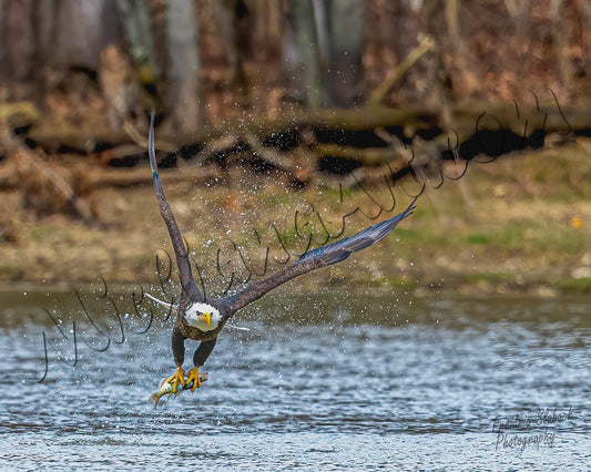Bald Eagle grabbing a fish out of the water