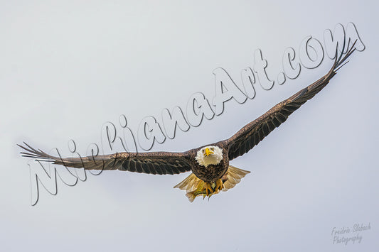 Eagle in flight with fish