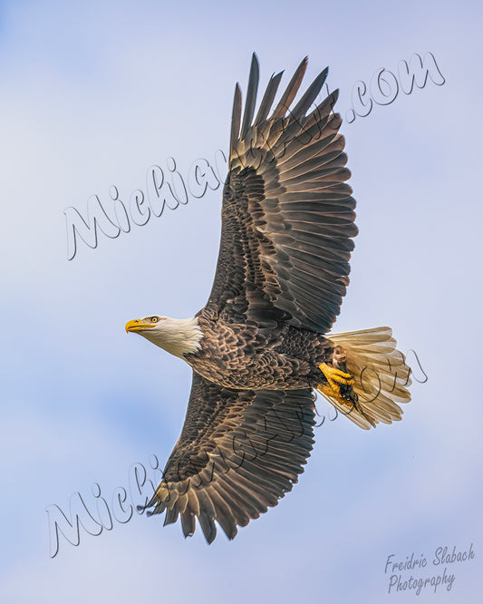 Vertical Eagle with Fish