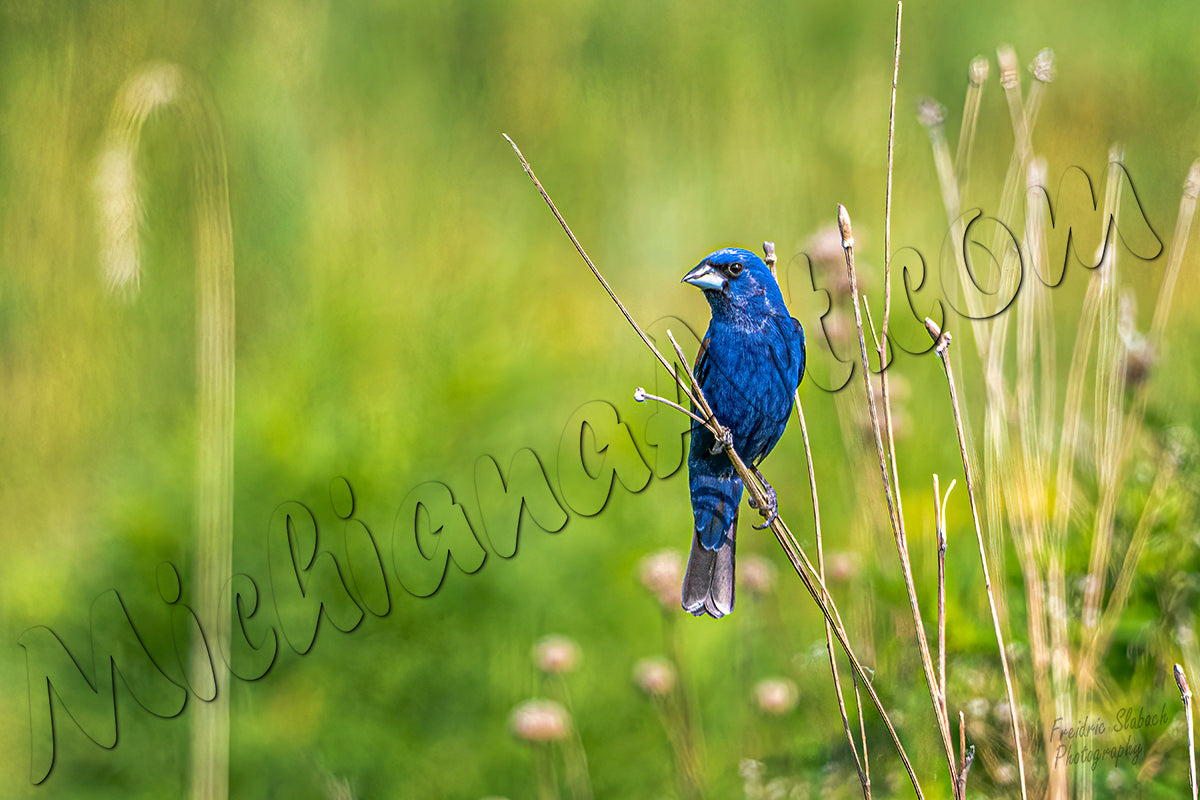 Indigo Bunting