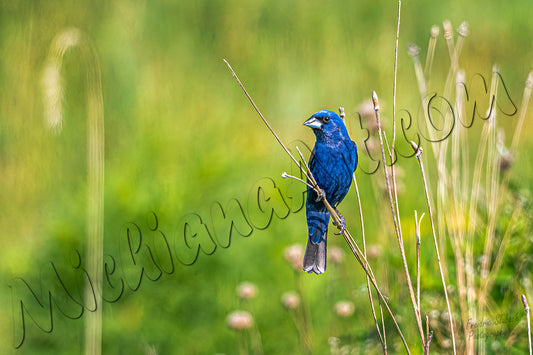 Indigo Bunting