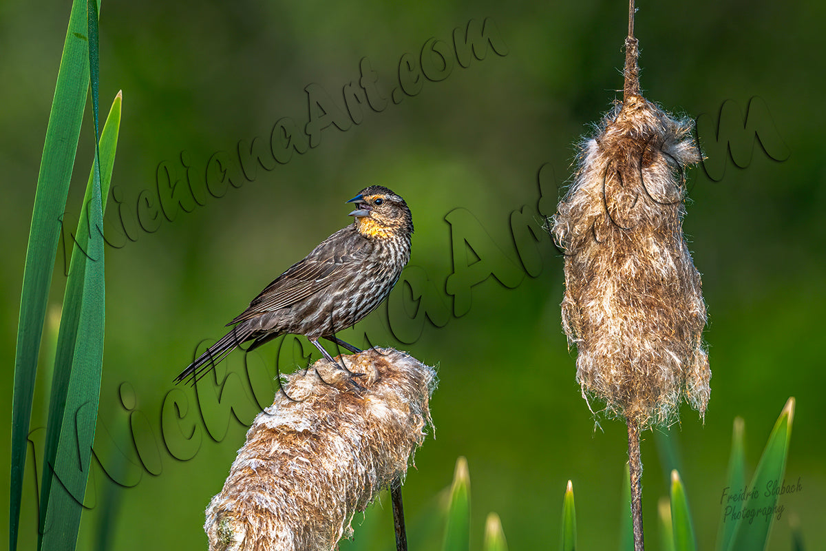Female Red-winged Blackbird