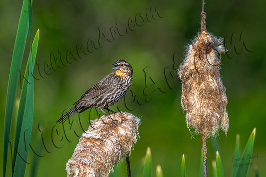 Female Red-winged Blackbird