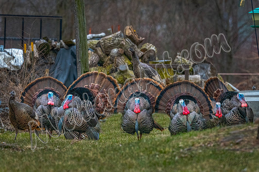Wild Turkeys