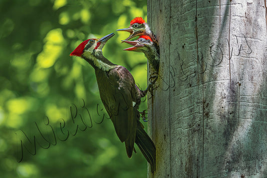 Piliated Woodpeckers