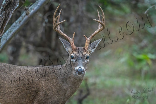 White-tailed Deer