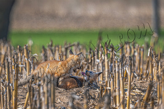 Young Red Foxes
