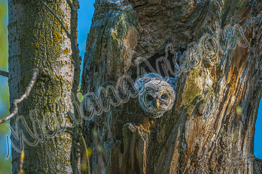 Great Horned Owl