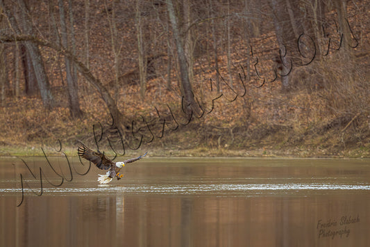 Bald Eagle over the water
