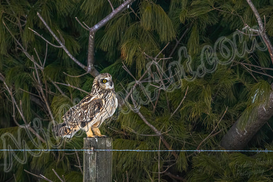 Northern Saw-whet Owl