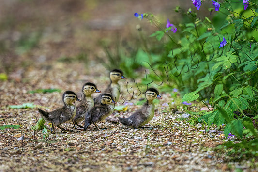Baby Mallard Ducklings