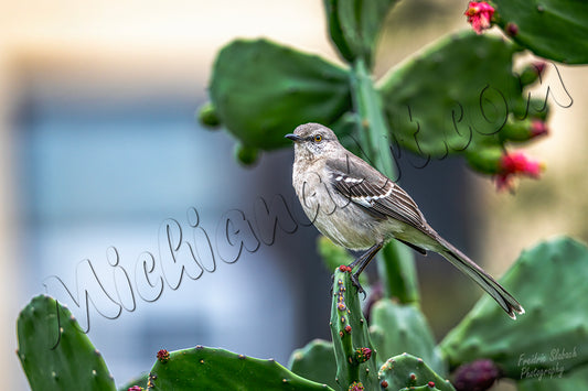 Northern Mockingbird