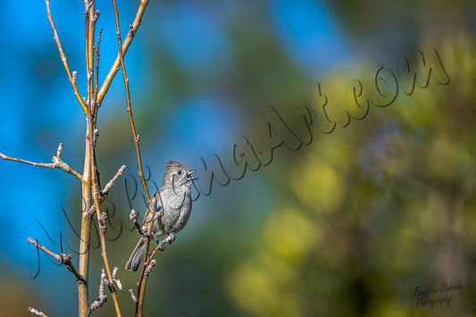 Oak Titmouse
