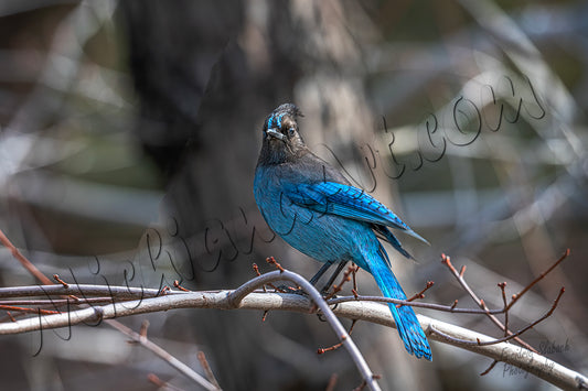 Steller's Jay