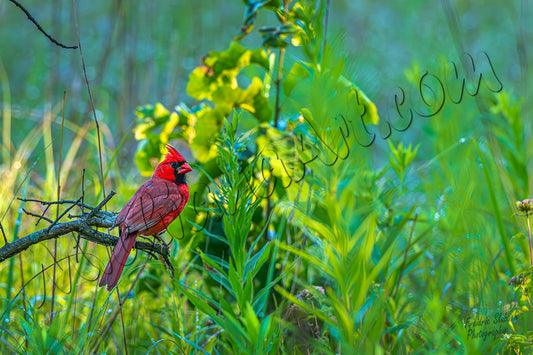 Northern Cardinal