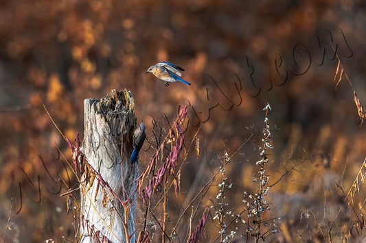 Eastern Bluebirds