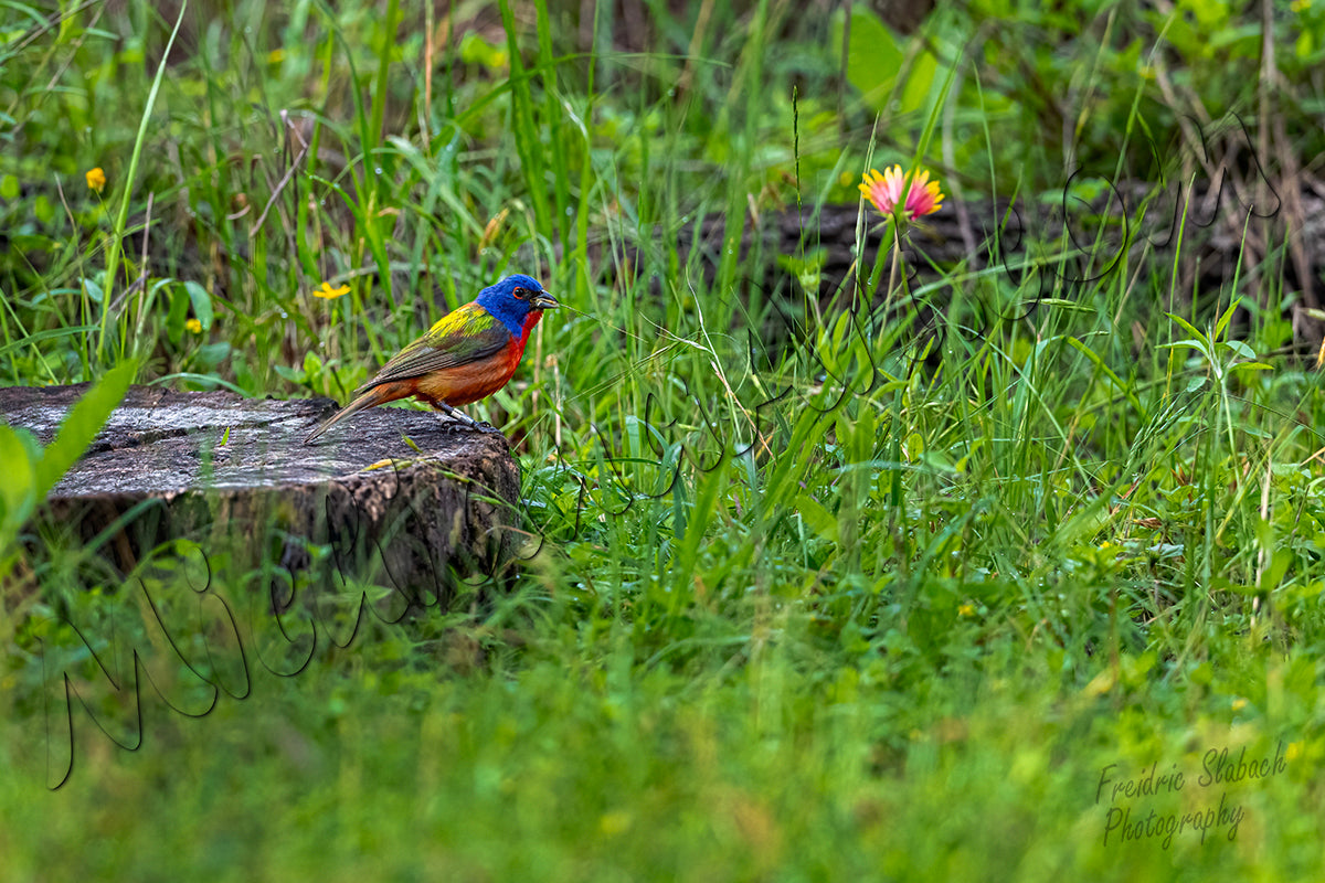 Painted Bunting
