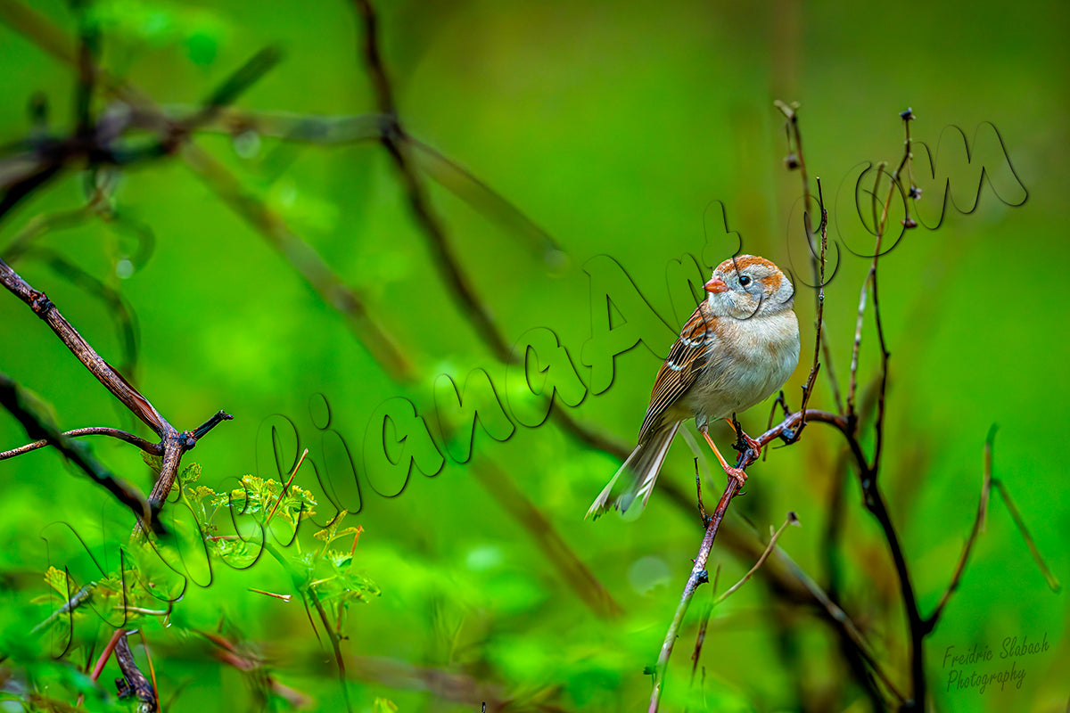 Field Sparrow