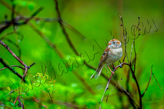Field Sparrow