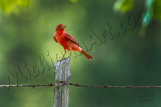 Summer Tanager