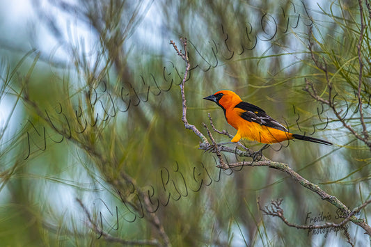 Hooded Oriole