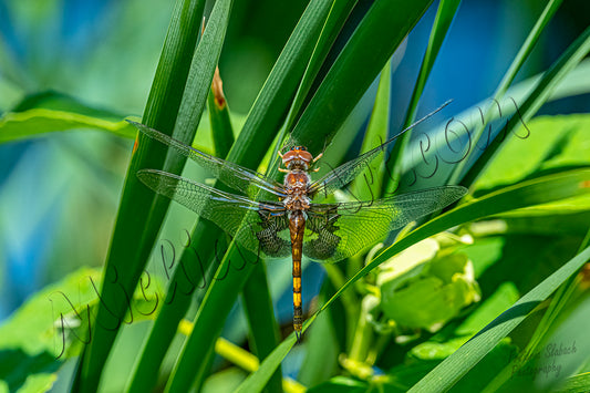 Darter Dragonfly