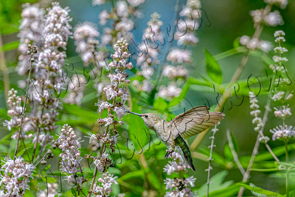 Ruby-throated Hummingbird