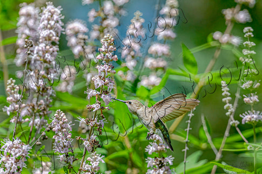 Ruby-throated Hummingbird