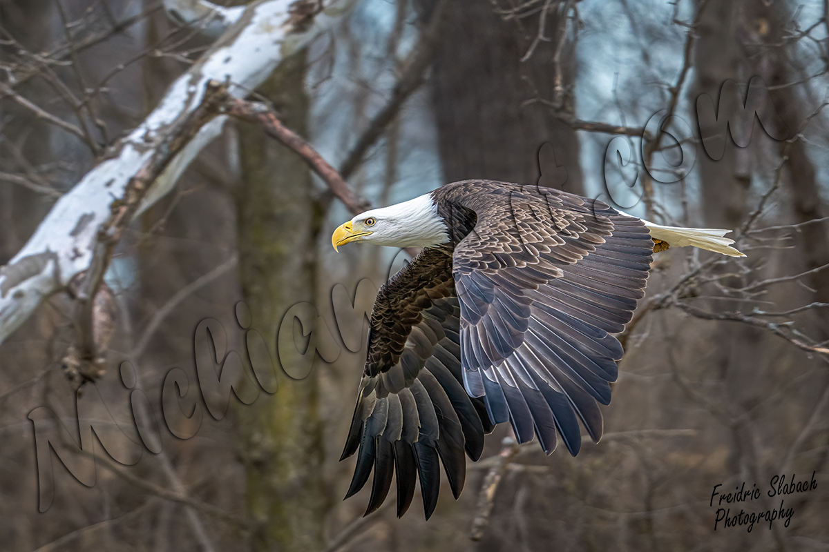 Bald Eagle in Flight