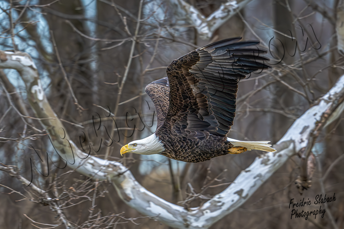 Bald Eagle in Flight 2