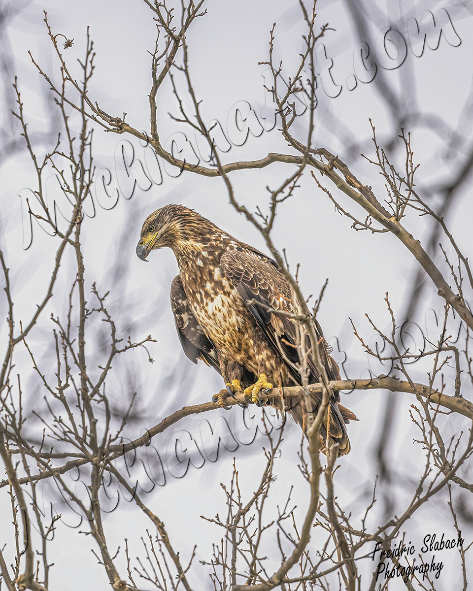 Juvenile Bald Eagle