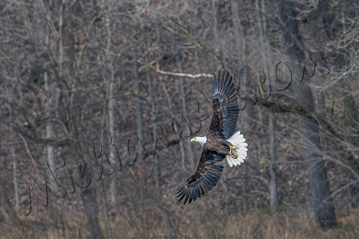 Eagle with Fish