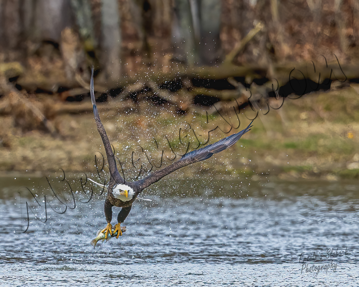 Bald Eagle grabbing fish out of the Water