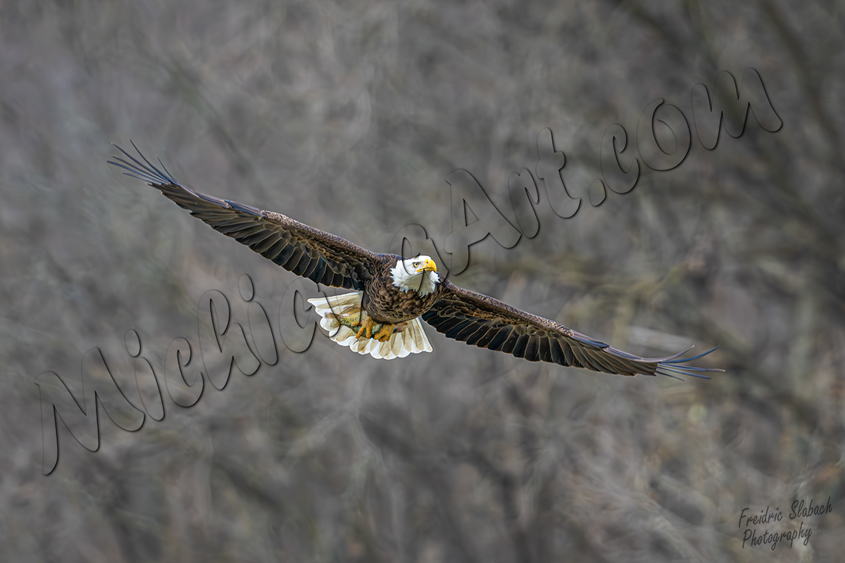 Bald Eagle in full Glory