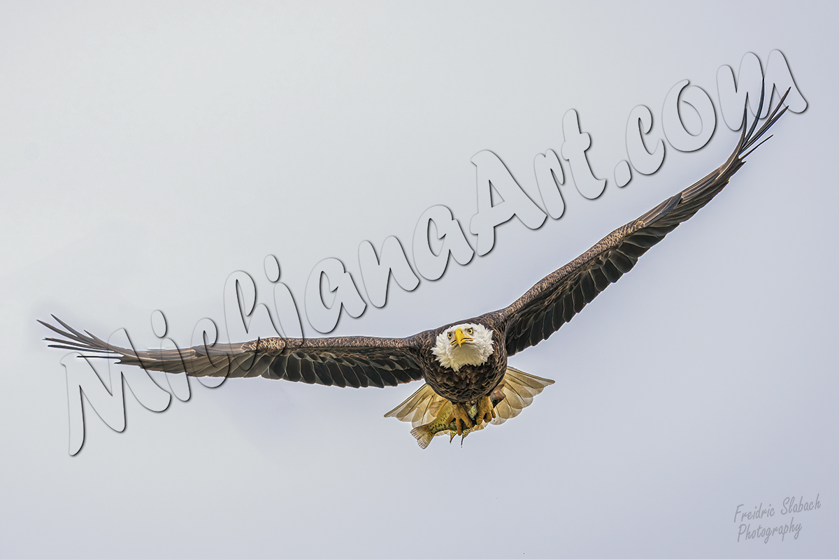 Eagle in flight with Fish