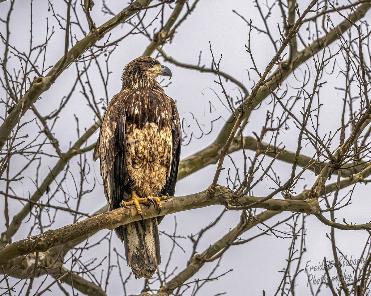 Juvenile Bald Eagle
