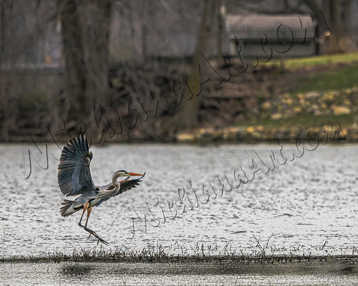 Great Blue Heron