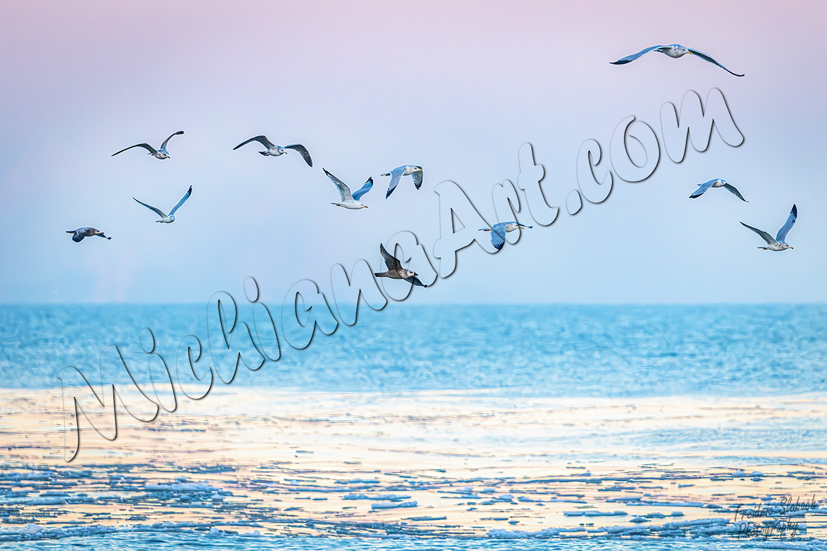 Flight of Ring-billed Gulls