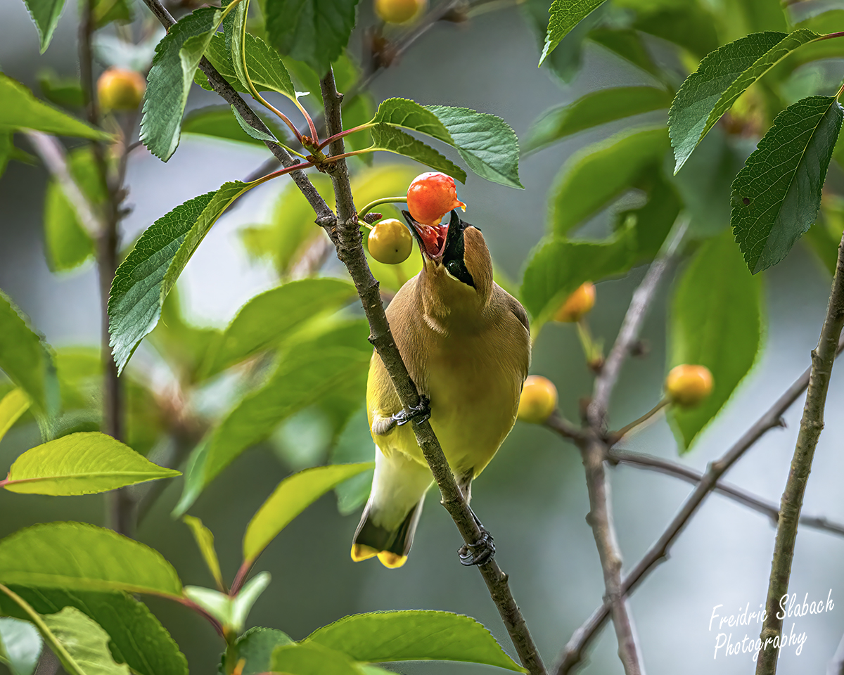 Cedar Waxwing eating a berry